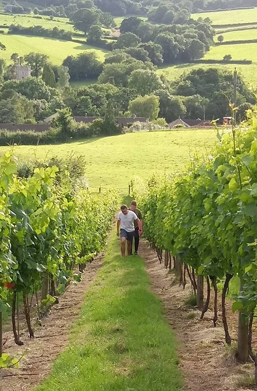 vineyard tours bedfordshire